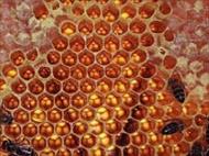 تحقیق تولید مثل و تشکیلات کندوی زنبور عسل